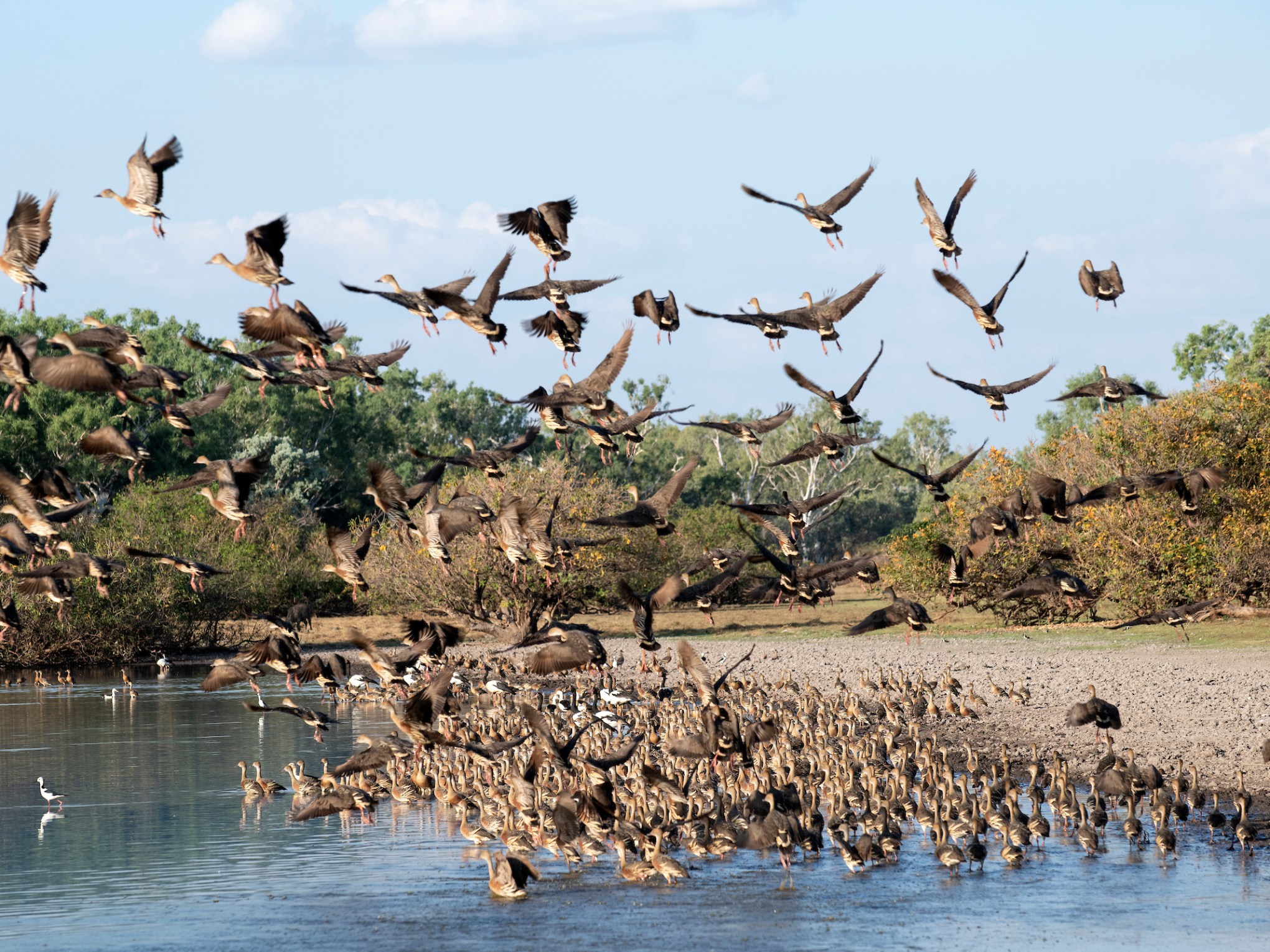 Flock of birds flying and gathered by a water's edge in a natural setting.