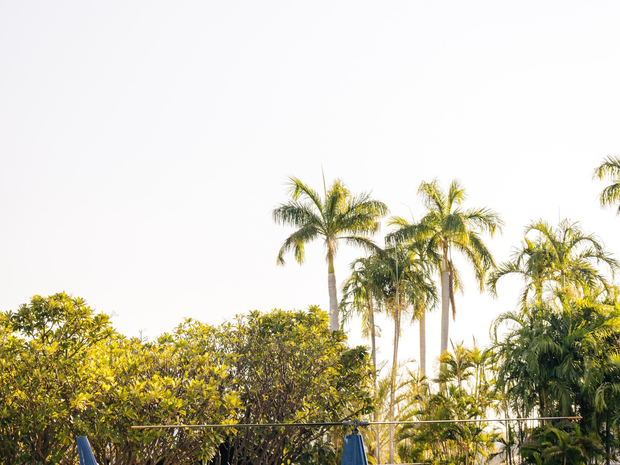 Helicopter on grassy field with palm trees in the background.